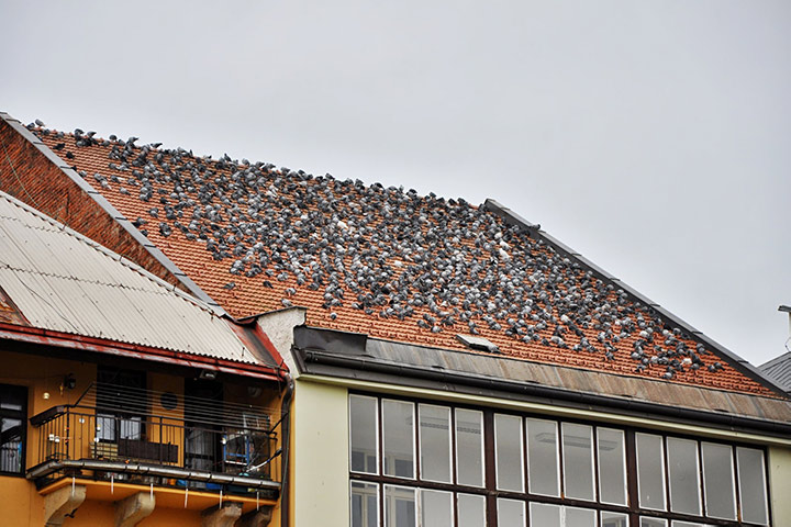 A2B Pest Control are able to install spikes to deter birds from roofs in Bottesford. 