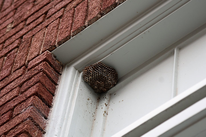 We provide a wasp nest removal service for domestic and commercial properties in Bottesford.